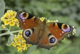 Butterflies